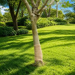 Jute Roll Specifications: 0.25 m x 10 m, Natural