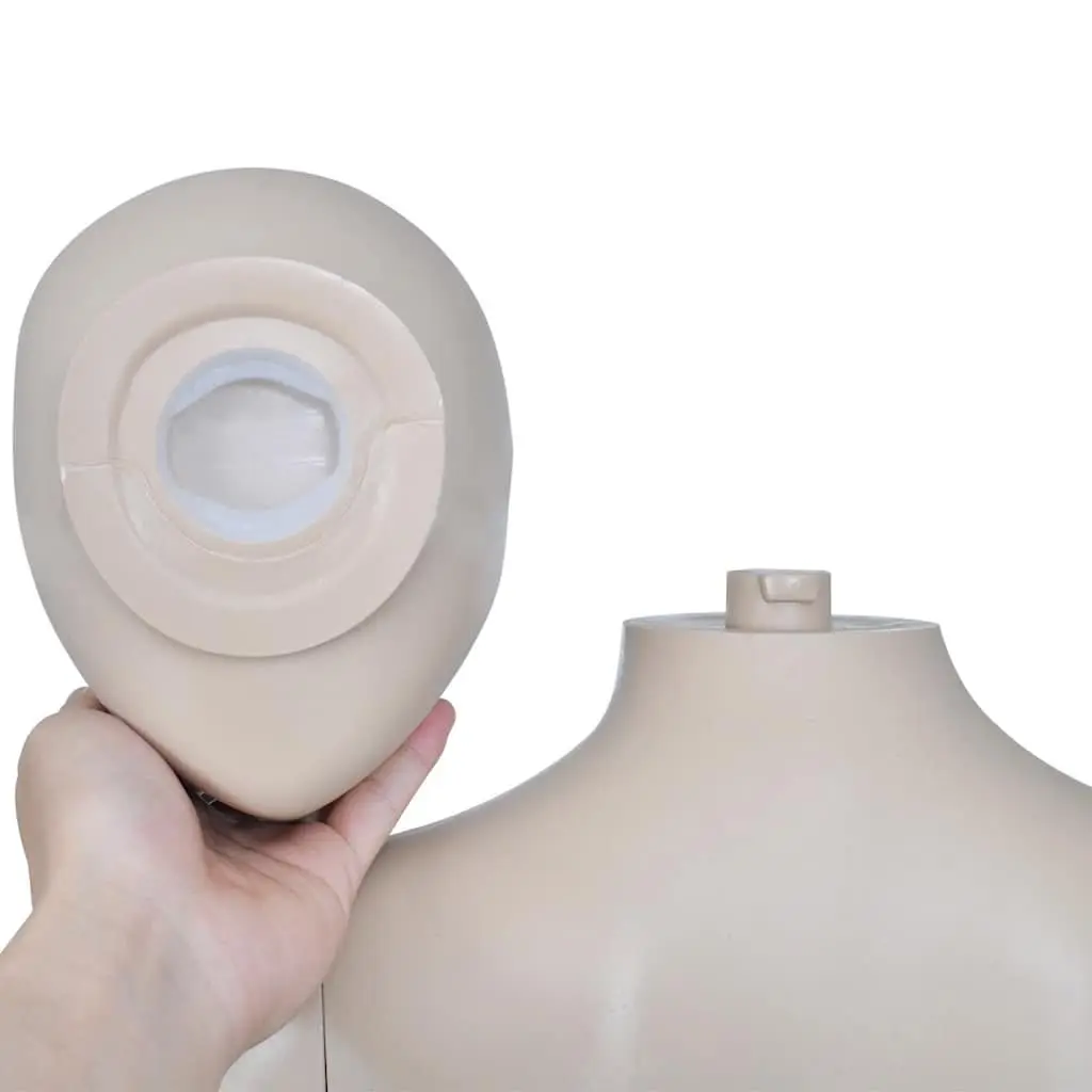 Female Display Mannequin for Fashion Retail 6 Piece Beige Torso with Glass Base Stand