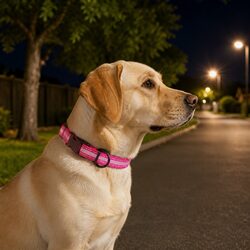 Heavy Duty Reflective Dog Collar with Safety Lock Clip Buckle Stainless Steel O